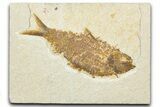 Detailed Fossil Fish (Knightia) - Wyoming #343684-1